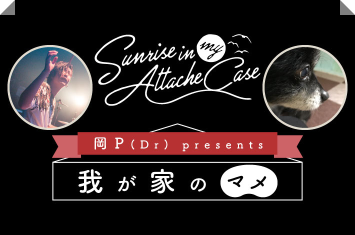 Sunrise In My Attache Case、岡P（Dr）presents "我が家のマメ"