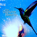 captivehearts_hummingbird.jpg