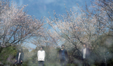 東京を拠点に活動する4人組オルタナティヴ・ロック・バンド 水槽のクジラ、7/6リリースの1stミニ・アルバムより「いずれまた春に」のMV公開