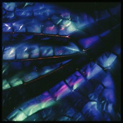 tombo07222025.jpg