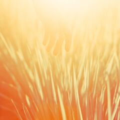 Nanimono Mandarin ver._JK.JPG